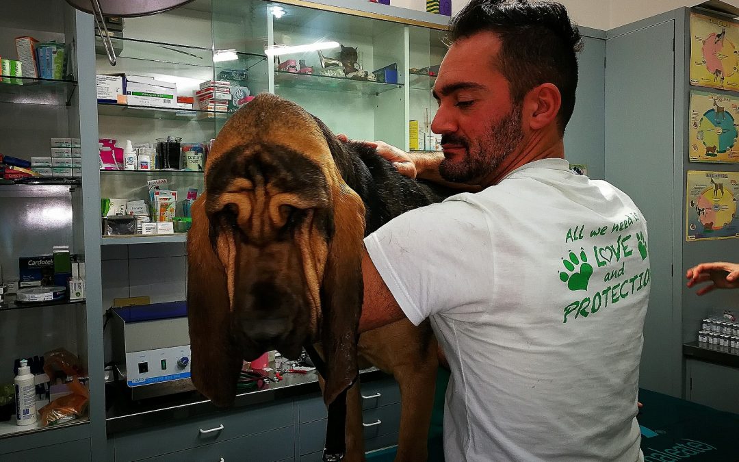 -Veterinario